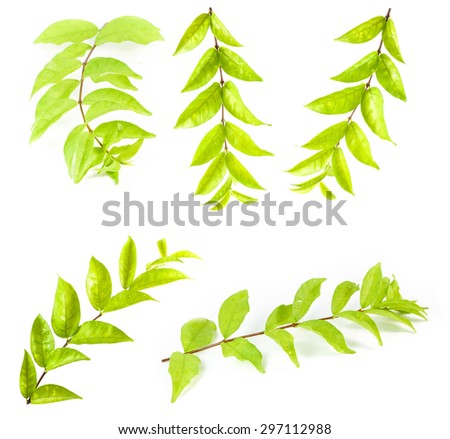 Set leaves isolated on white background