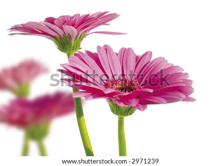 Flowers in spring with white background