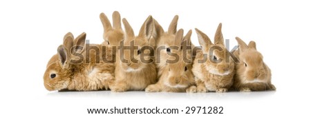 group of bunnies in front of a white background