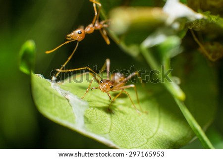 closed up of red ant