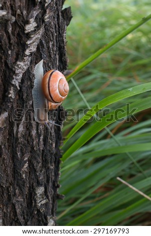 brown snail outside her house crawling on a tree trunk after the rain leaves in background
