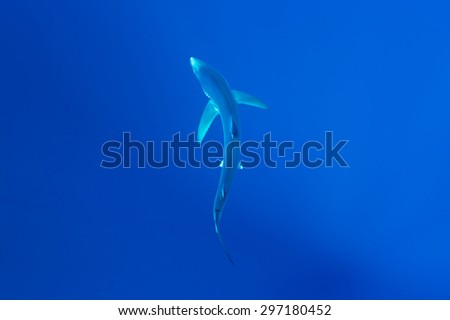 Blue shark-Prionace glauca, Azores.