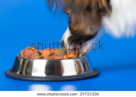 Young papillon and a bowl with meal