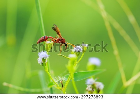 Wasp on grass