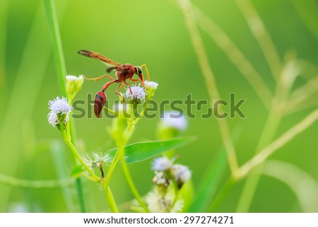 Wasp on grass