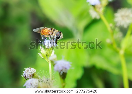Bee on flower grass.