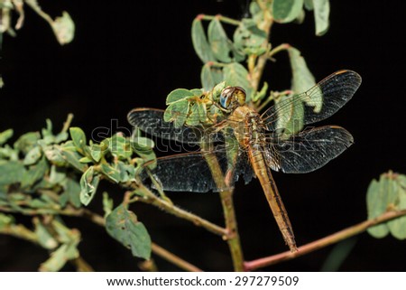 Insect - dragonfly on a flower.