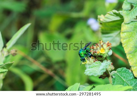 Insect on a flower.