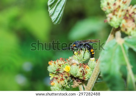 Insect - bee on a flower.