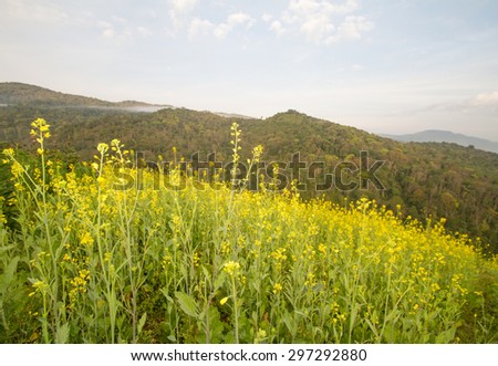 Farm Sunhemp flowers Beautiful yellow flowers and Mountain