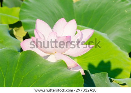 Light pink lotus flower
