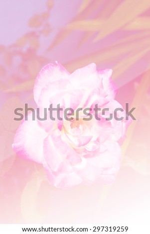 beautiful flowers with Soft Focus Color Filtered background