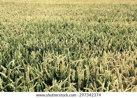 Ears of wheat in the country