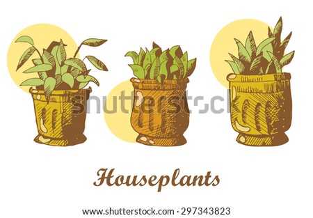 Houseplants sketch. Card on wooden texture. Vector isolated illustration