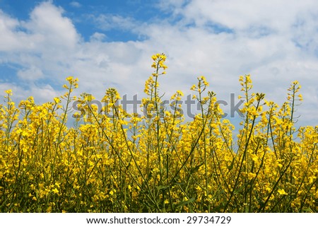 Rapeseed field and a blue and cloudy sky.