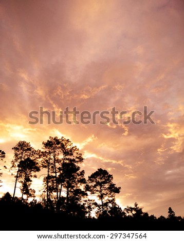 Pine trees with Twilight day