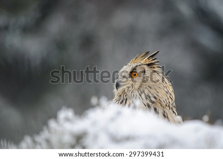 Eurasian Eagle Owl sitting on the ground with snow in winter time. Freeze weather with closeup raptor.
