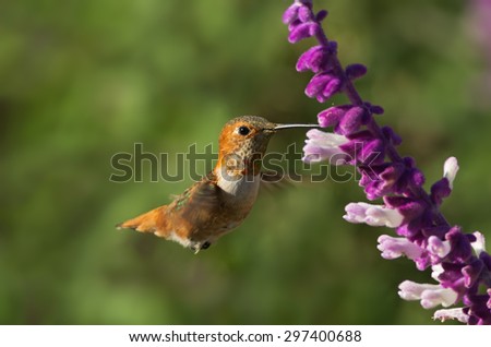 A hummingbird (likely an Allen's) hovering and feeding on Mexican Bush Sage. Photo taken in Southern California.