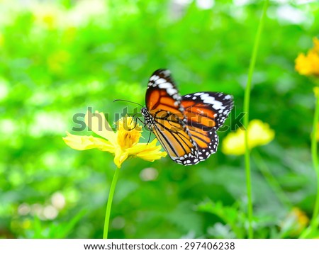 butterfly on flower (Common tiger butterfly)