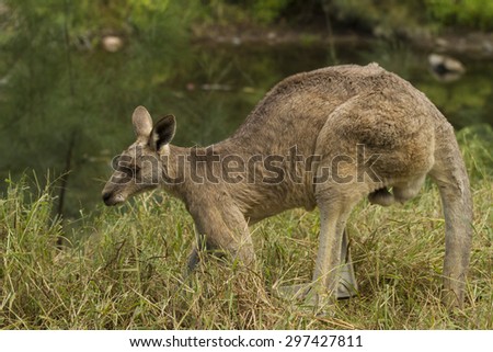 Male Eastern Grey Kangaroo,Macropus giganteus , leaning over grazing.
