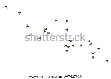 Flying birds starlings Royalty-Free Stock Photo #297437939
