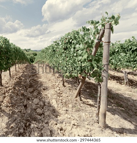 Hill of Tuscany with Vineyard in the Chianti Region, Vintage Style Toned Picture