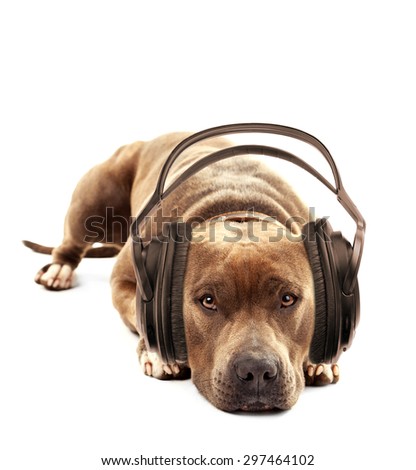 American Staffordshire Terrier with headphones isolated on white
