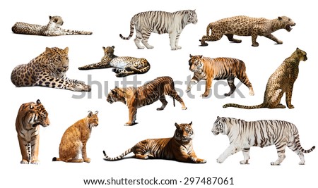Set of  tiger and other big wildcats. Isolated over white background with shade