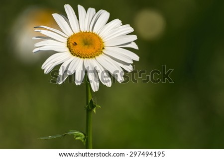 Beautiful floral natural background with white daisy flower close up on a meadow on a sunny day