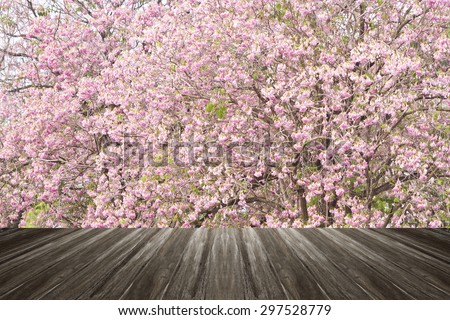 Wooden terrace with flower,Pink trumpet tree (Bertol)