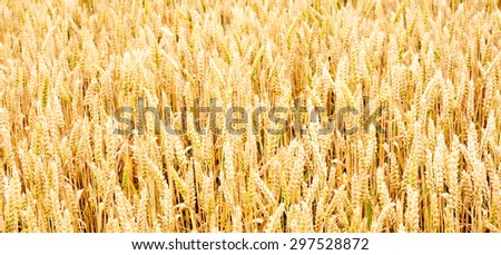Wheat.