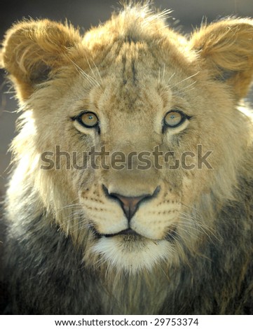 south african lion, male juvenile looking at camera, kruger national park,africa big cat