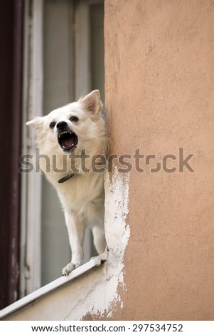 White pure breeded little dog standing in old wooden window and baying on street on light orange peeling flat wall background copyspace, vertical picture