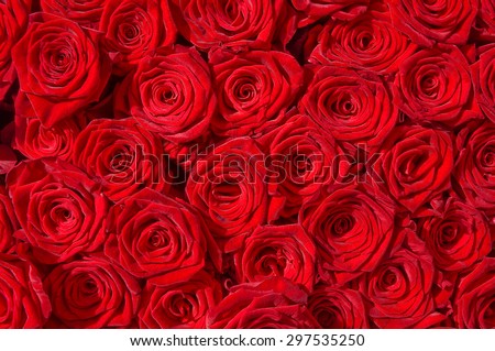 Red rose blossoms, view from above for background
