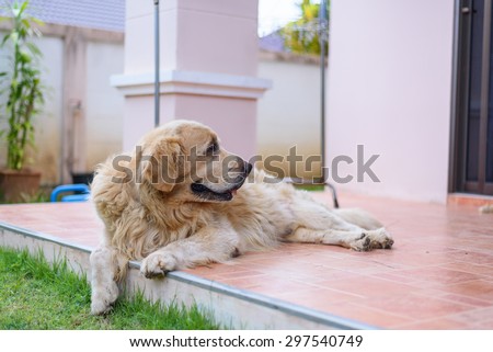 Sleepy Golden Retriever Dog