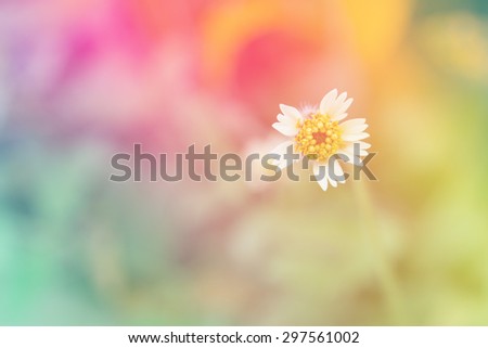 bright colorful soft Focus flower with Filter background
