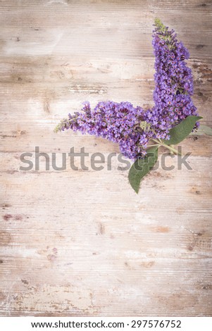  beautiful Buddleja flower on wooden background