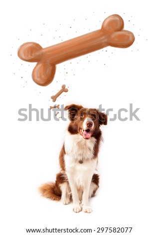 Cute brown and white border collie sitting and dreaming about a bone above his head
