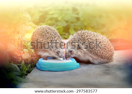 bright picture of funny hedgehogs drinking milk 
