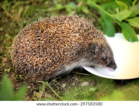 bright picture funny Hedgehog drinking milk 