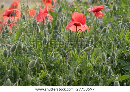 A picture of vibrant wildflowers - red poppies