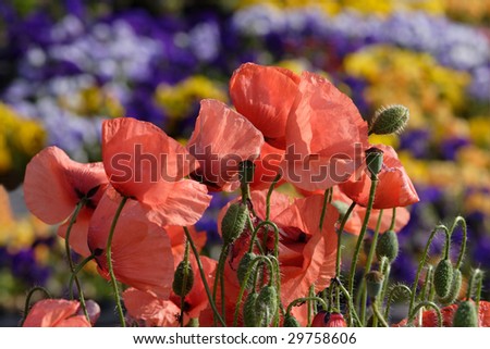 A picture of vibrant wildflowers - red poppies