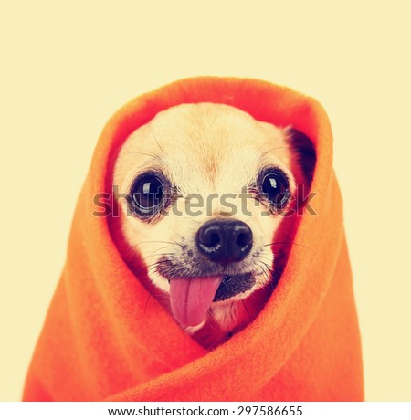 a cute chihuahua with his tongue hanging out and a blanket wrapped around him isolated on a while background in the studio toned with a retro vintage instagram filter effect app or action