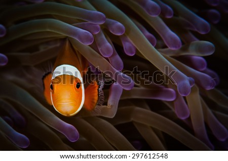 Clown Fish in anemone Royalty-Free Stock Photo #297612548