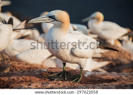 Colony of gannets at Helgoland island in North Sea, Germany, 2015