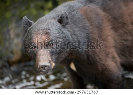 Black Bear takes a break from looking for salmon to look at photographer; 