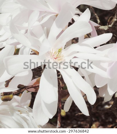 White magnolia tree