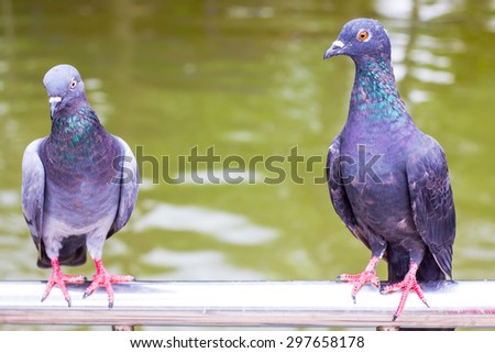 two pigeons on the metal bar next to the river