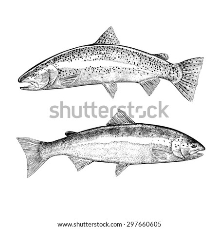 Hand Drawn Trout and Atlantic Salmon Illustrations