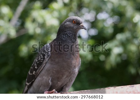Urban bird. Large adult grey dove.